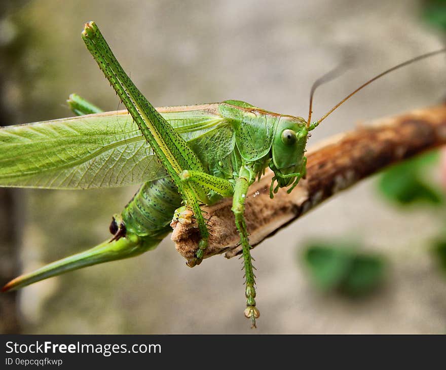 Close Up Photogrpahy Green Insect