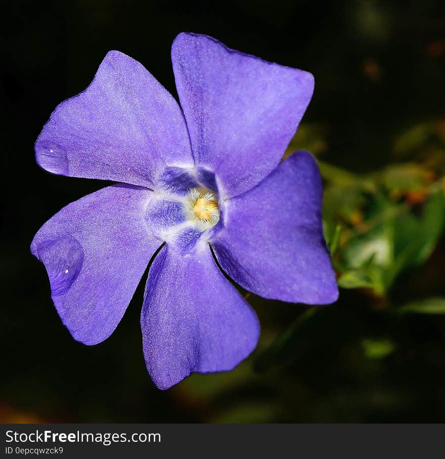 Purple 5 Petaled Flower