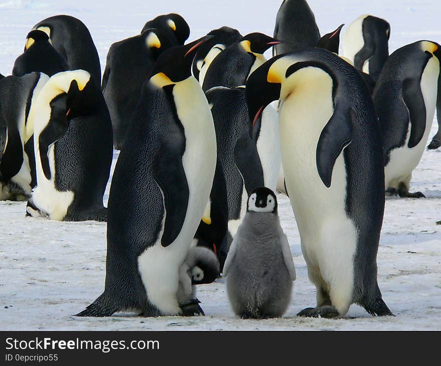 Penguins Standing on the Snow during Daytime