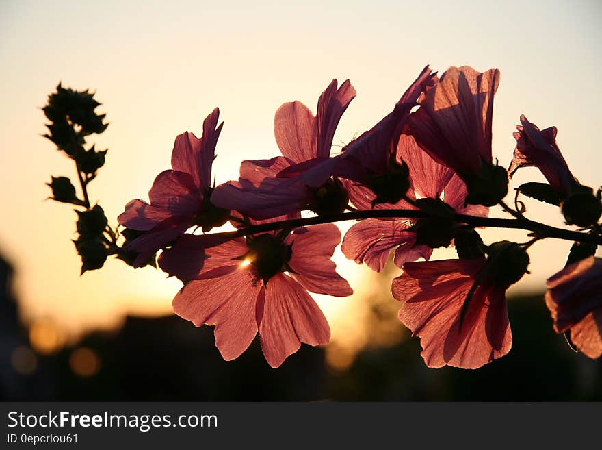 Photo of Brown Petaled Flower during Daytime