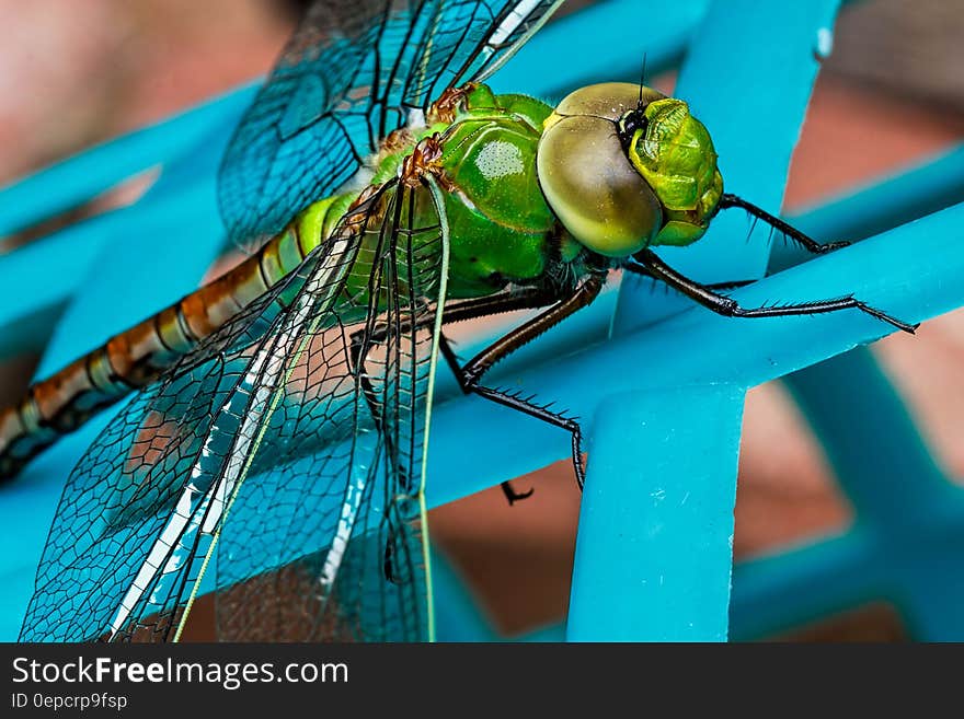 Green Dragonfly