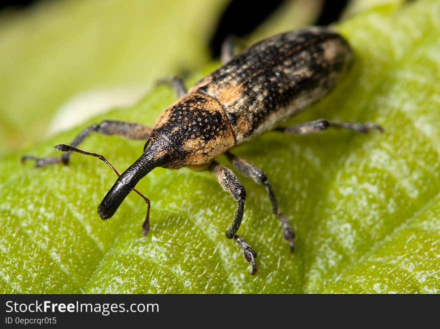 Yellow and Black Insect on Green Leaf