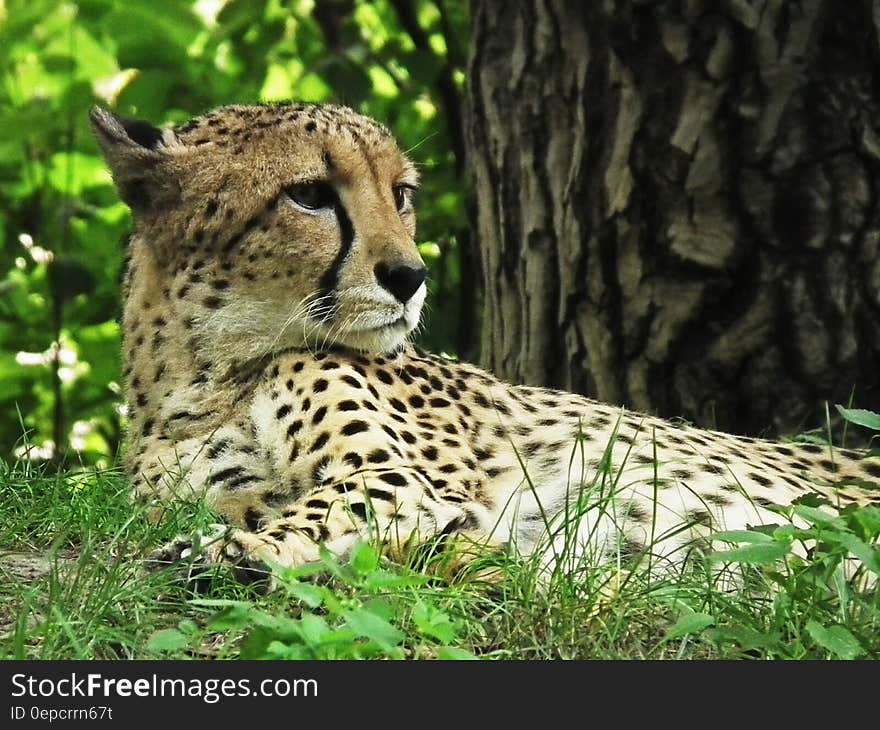 Outdoor portrait of adult cheetah laying in green grasses. Outdoor portrait of adult cheetah laying in green grasses.