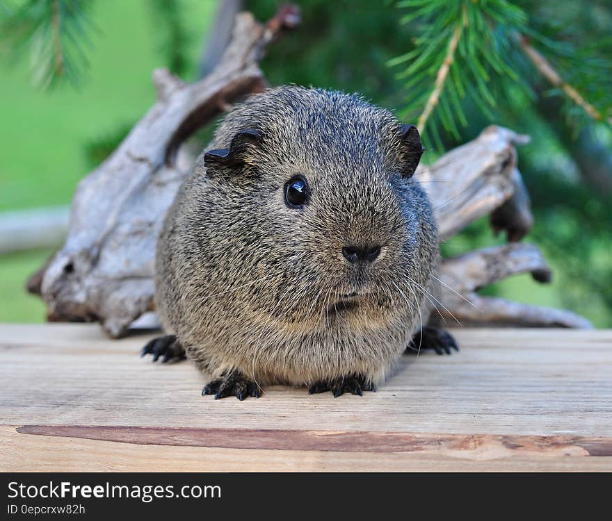 Tan and Black Short Fur Animal