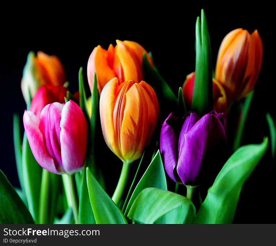 Yellow Pink and Violet Tulips