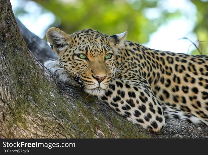 Leopard on Brown Trunk Tree