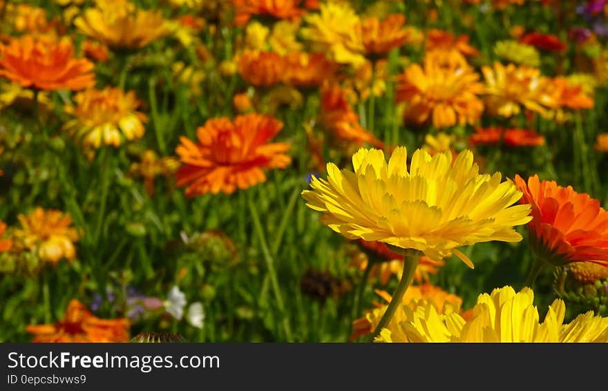 A flower field with golden and red flowers.