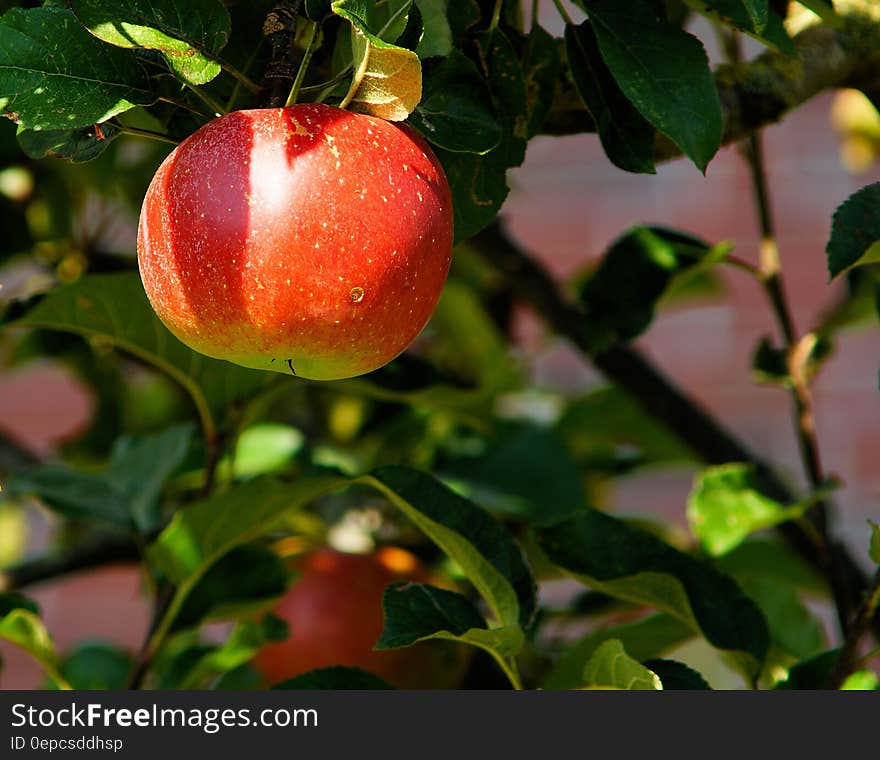 Red Apple on Tree in Tilt Shift Lens