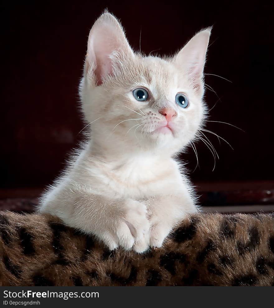 White kitten with blue eyes on a blanket.