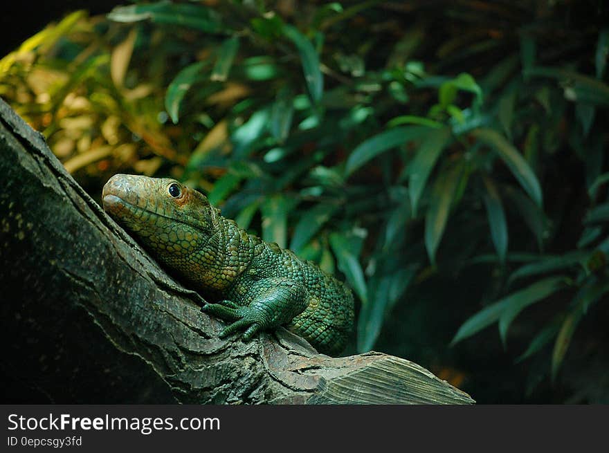 A monitor lizard on a tree trunk in a terrarium.