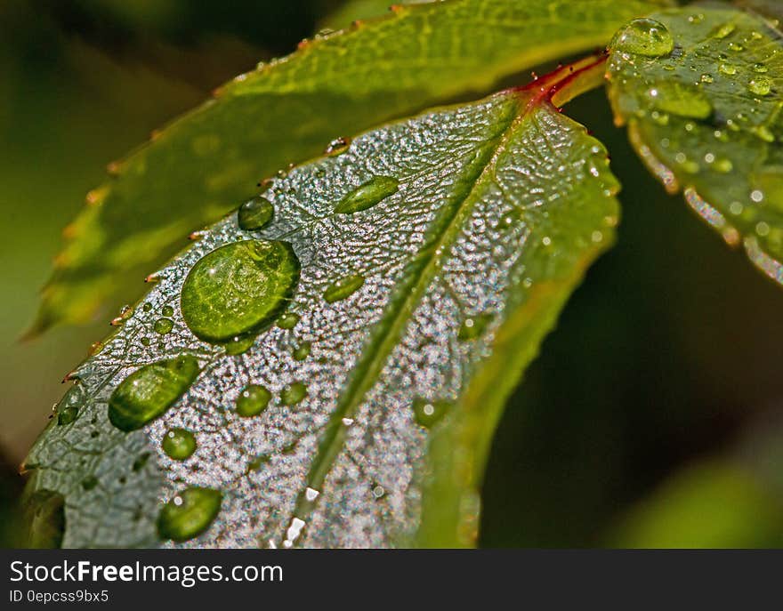 Water Droplets on Green Leaf