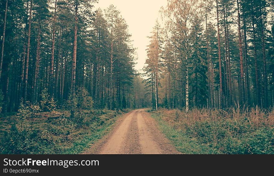 Brown Dirt Road Between Green Leaved Trees During Daytime