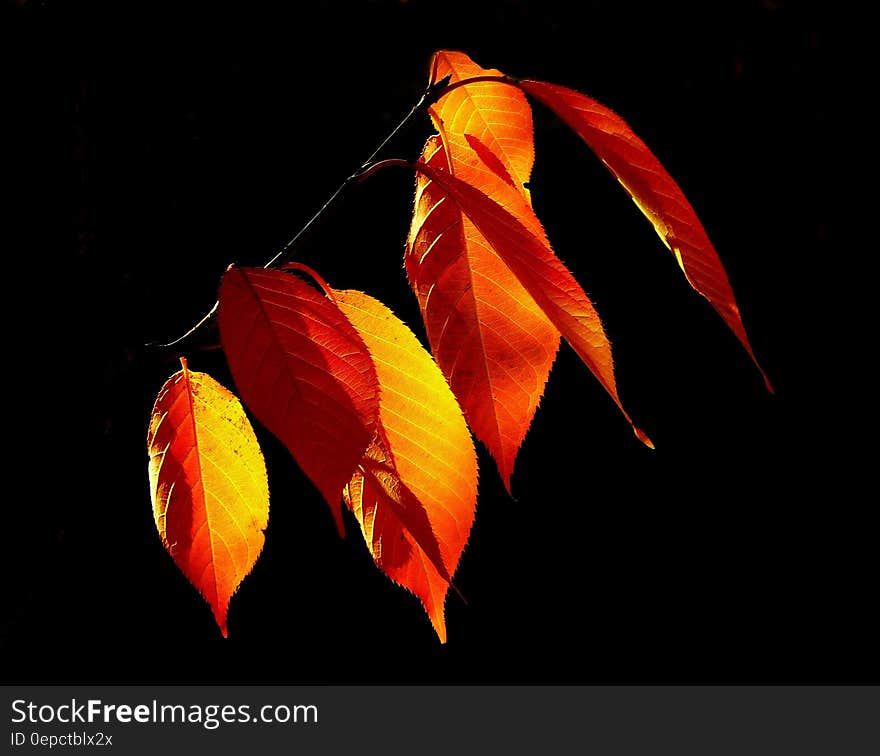 Yellow and Brown Leaved