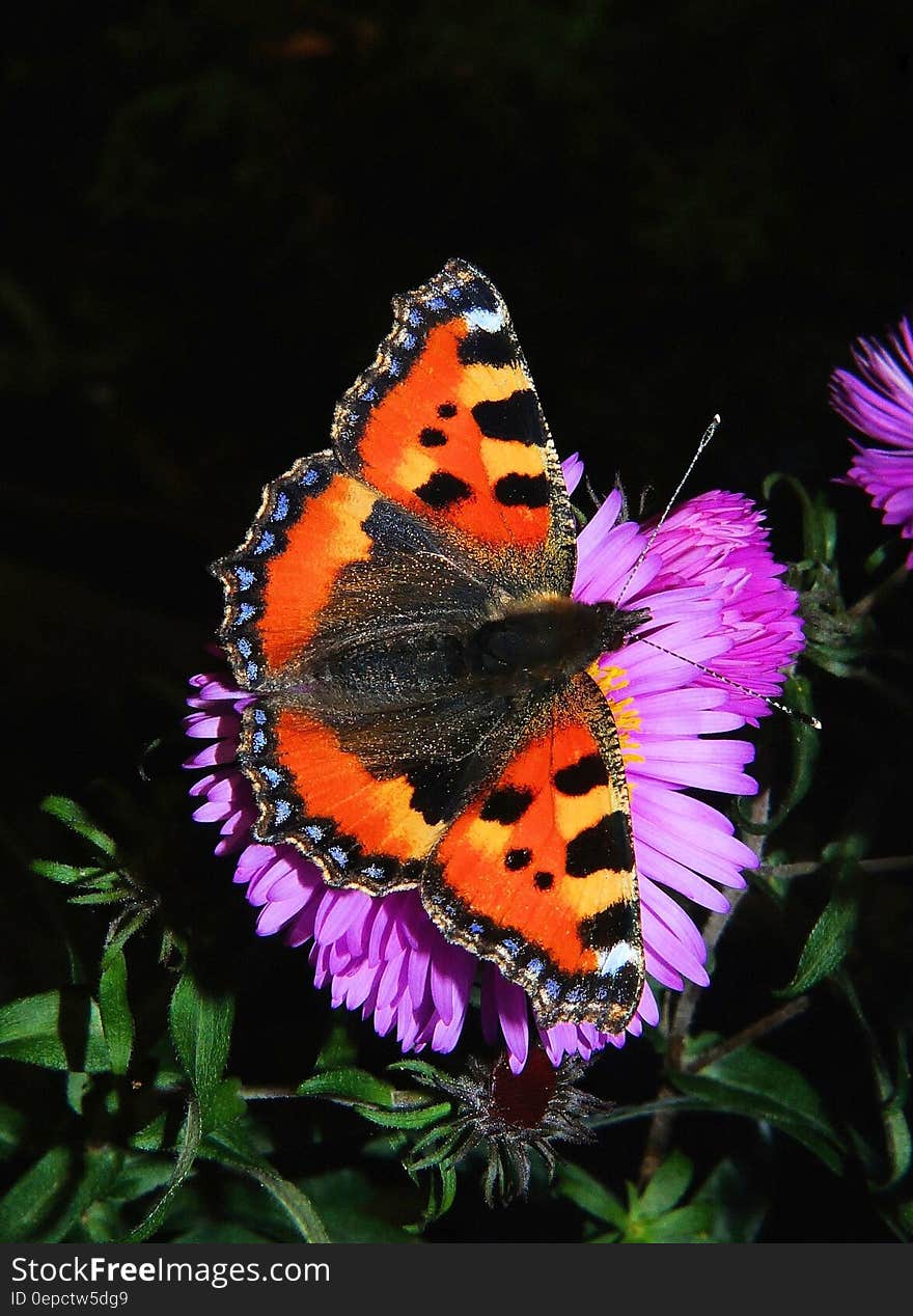 Orange Butterfly on Purple Flower