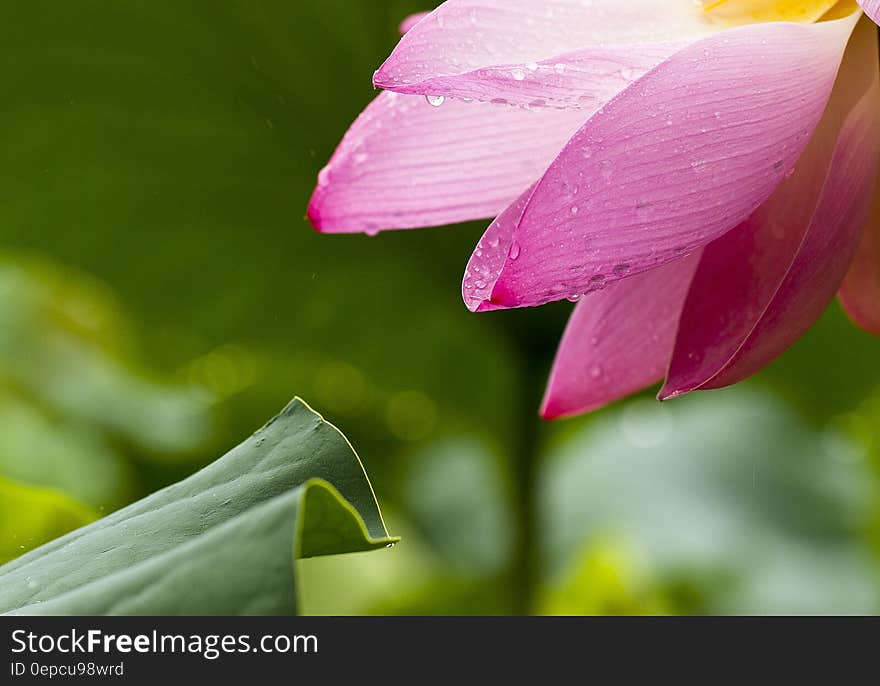 Pink Multi Petaled Flower Near Green Leaf