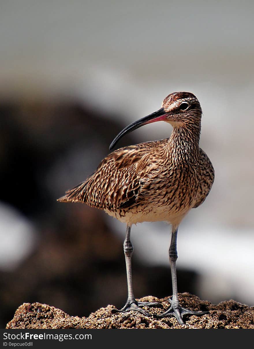 Outdoor portrait of whimbrel bird standing on rock in Senegal on sunny day. Outdoor portrait of whimbrel bird standing on rock in Senegal on sunny day.