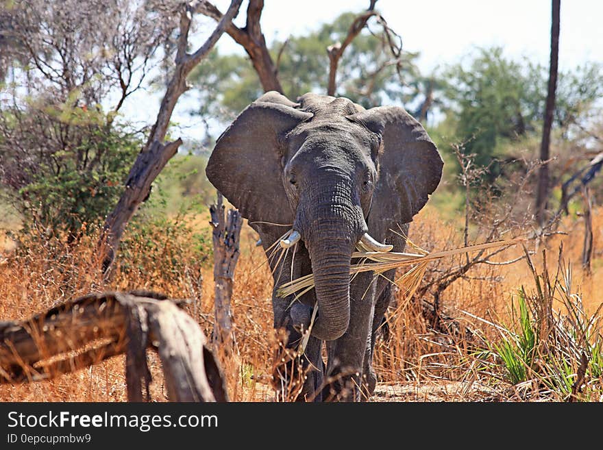 Black Elephant on Brown and Green Grass during Daytime