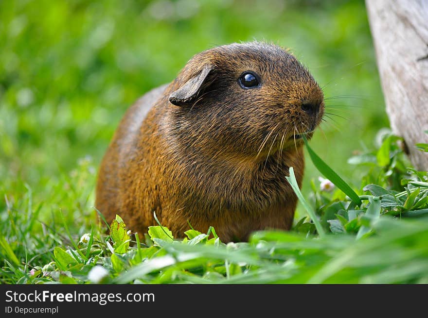 Portrait of small brown guinea pig standing outdoors in green grasses on sunny day. Portrait of small brown guinea pig standing outdoors in green grasses on sunny day.