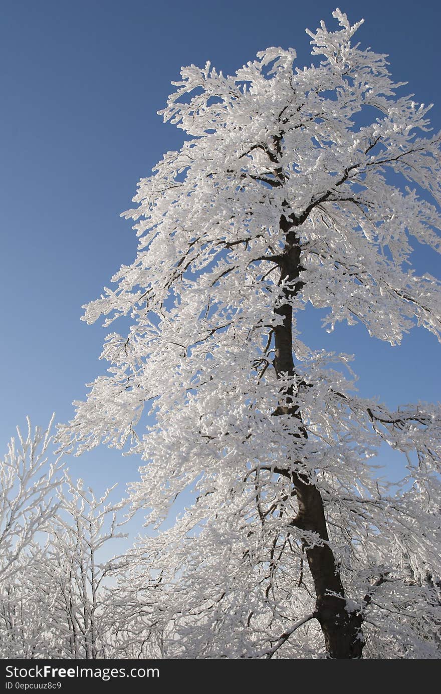 Snow Covered Tree Under Blue Cloudy Sky during Daytime