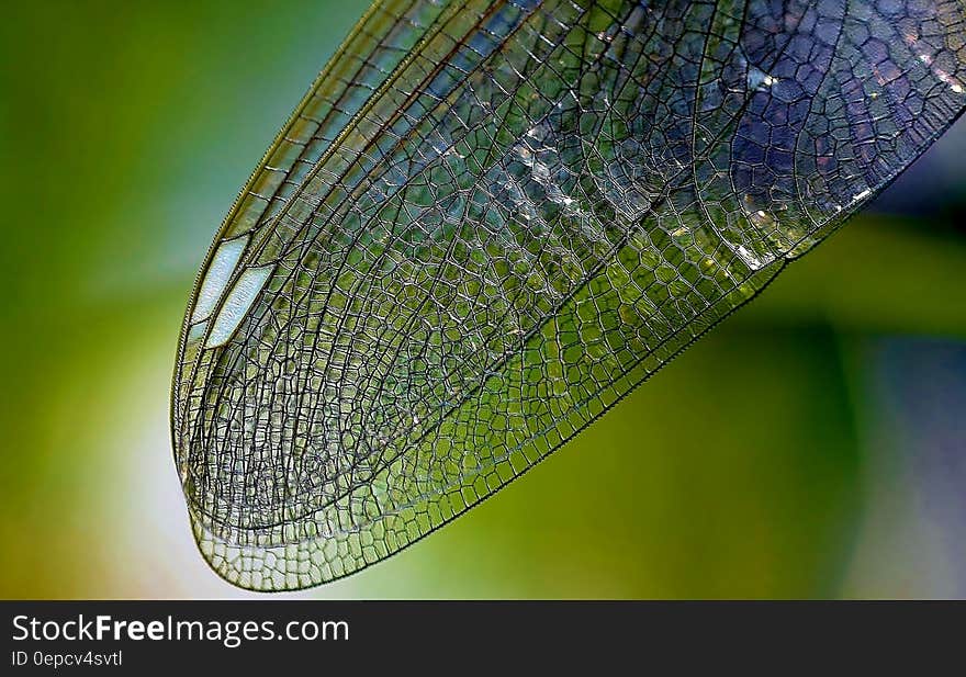 Macro close up of wing on dragonfly against green. Macro close up of wing on dragonfly against green.