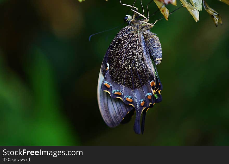 Close up of blue butterfly clinging to green leaves on sunny day. Close up of blue butterfly clinging to green leaves on sunny day.