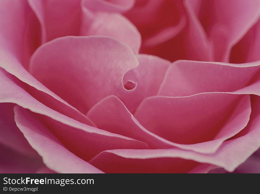 Close up of pink rose petals.