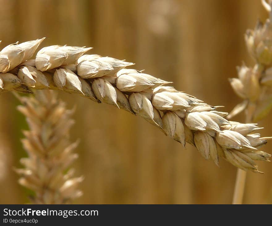 Close up of cereal grain in sunny field.