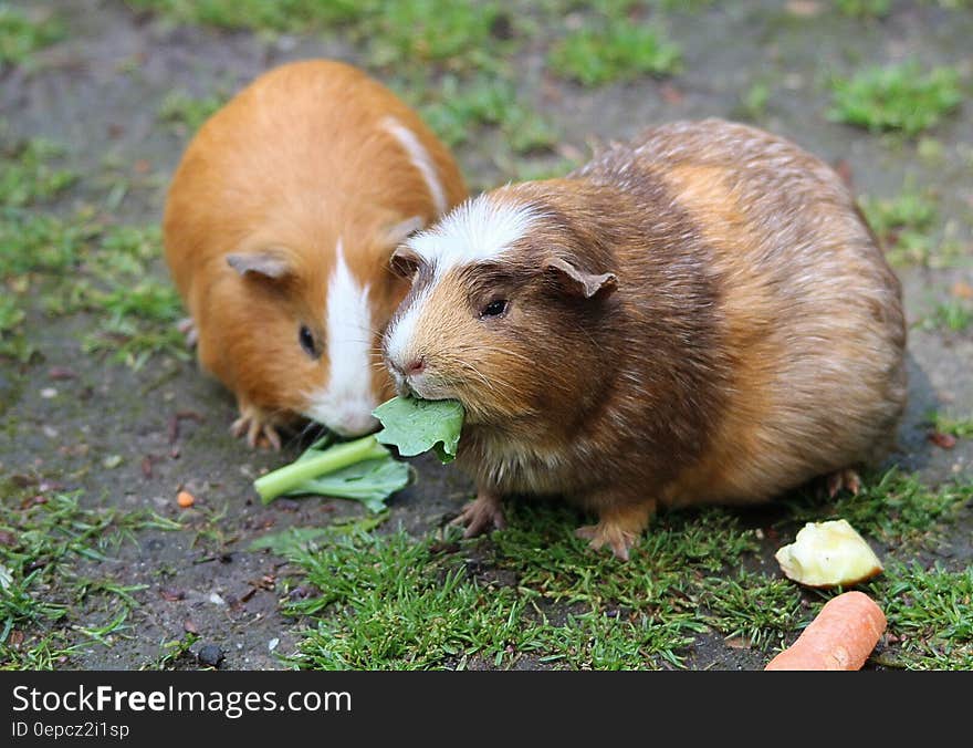 Brown Hamster Eating a Green Leaf