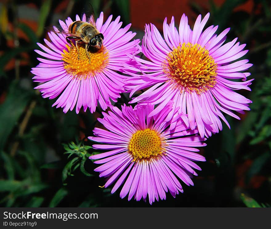 3 Pink Clustered Flowers in Close Up Shots