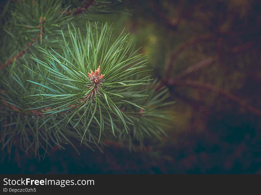 Green Pine Needles at Daytime