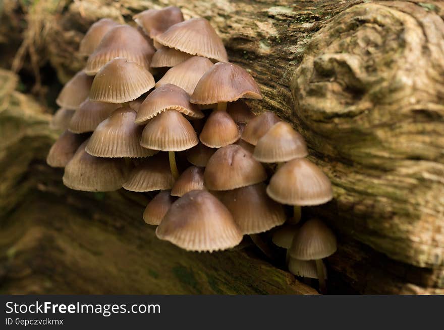 Closeup of proliferation of shell shaped fungi growing from edge of dying (or dead) tree. Closeup of proliferation of shell shaped fungi growing from edge of dying (or dead) tree.