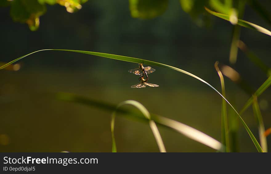 Closeup of two dragonflies (butterflies) on a blade of grass copulating (mating), blurred green background. Closeup of two dragonflies (butterflies) on a blade of grass copulating (mating), blurred green background.