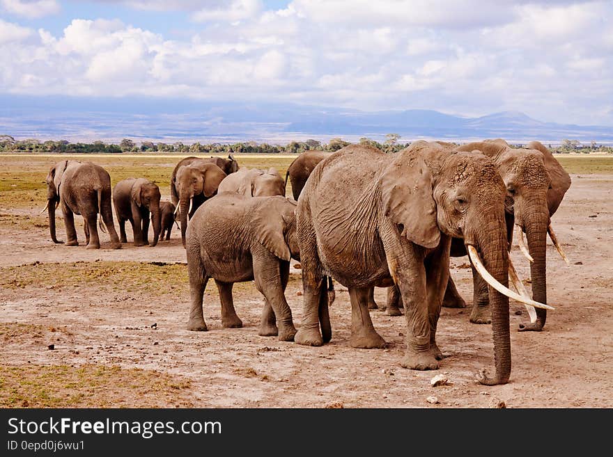 Group of Elephants on Walking on Brown Road during Daytime