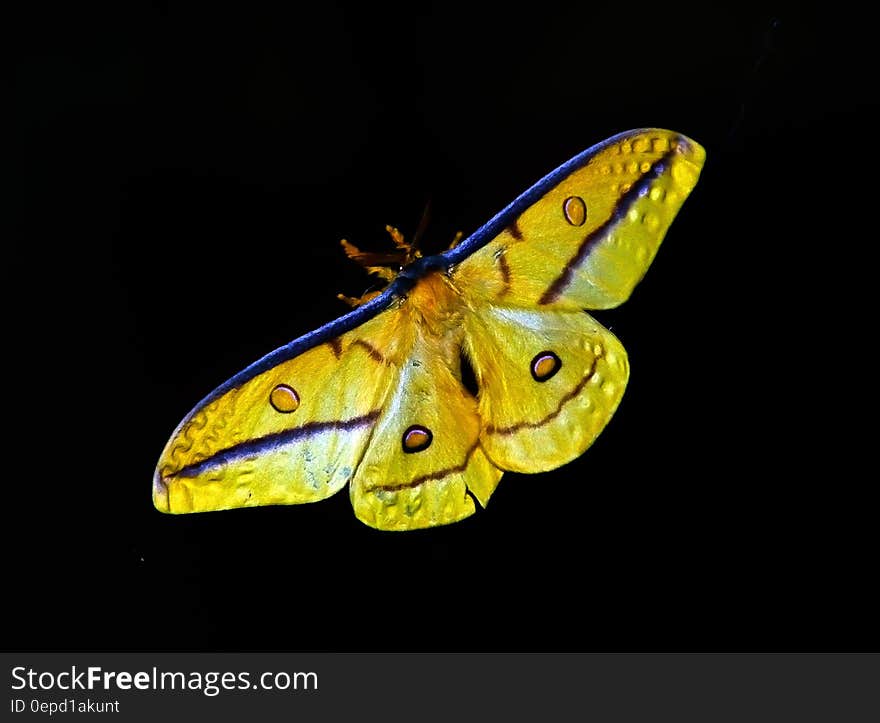 Yellow and Blue Butterfly