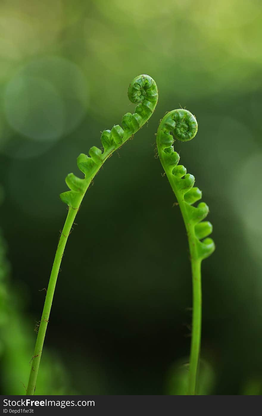 Closeup Photography of Green Fern Palnt