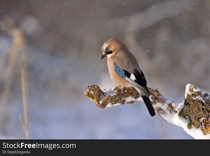 Brown Black and Blue Bird Sitting on Brown Tree Twig