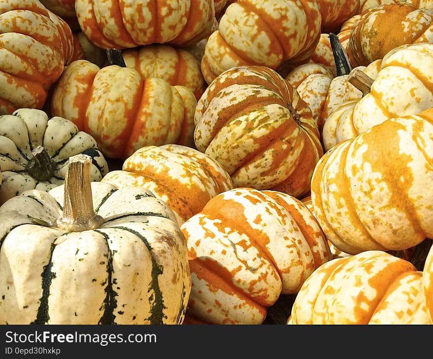 Pile of colorful striped white pumpkins in green and orange on sunny day. Pile of colorful striped white pumpkins in green and orange on sunny day.