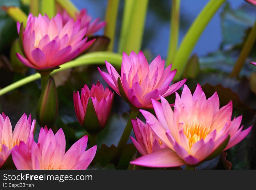 Purple Flower Plants After Dark