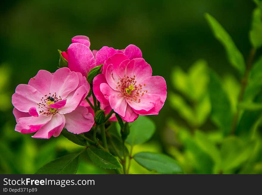 Close Photography of 3 Pink and White Flower