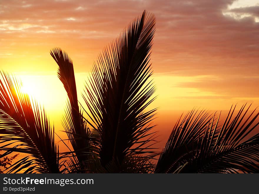 Coconut Tree during Sunset