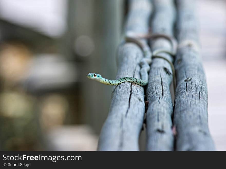 Snake on Grey Wood