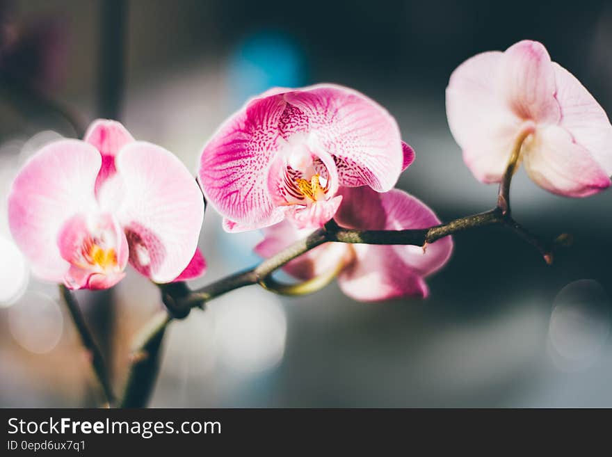 Close-Up Photography of a Pink and White Moth Orchid