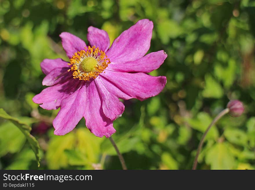 Pink and Orange Flower Before Green Leaves during Daytime