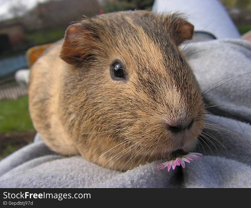 Brown and Black Genie Pig in Gray Textile