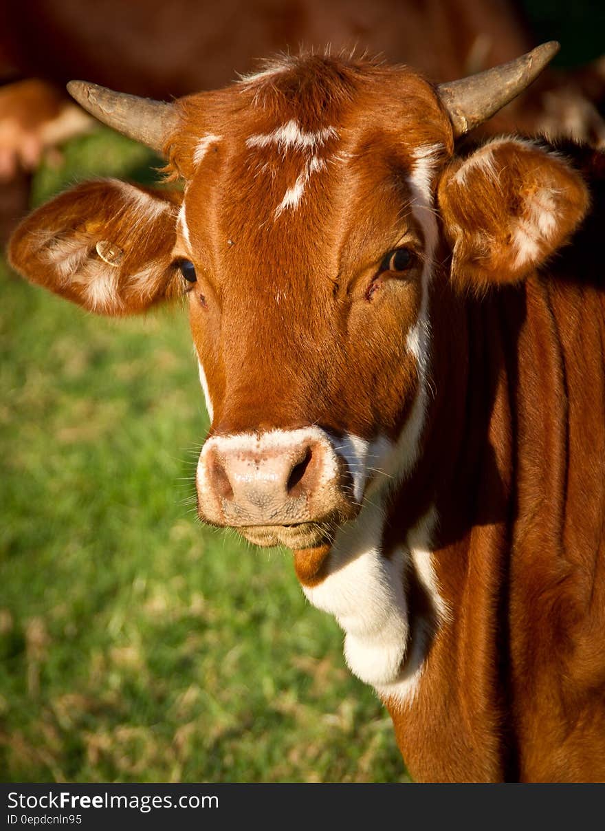 Brown cow with horns standing in green sunny field. Brown cow with horns standing in green sunny field.