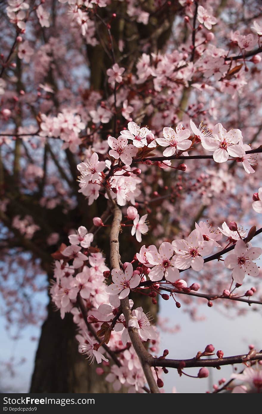 Cherry Blossom Tree