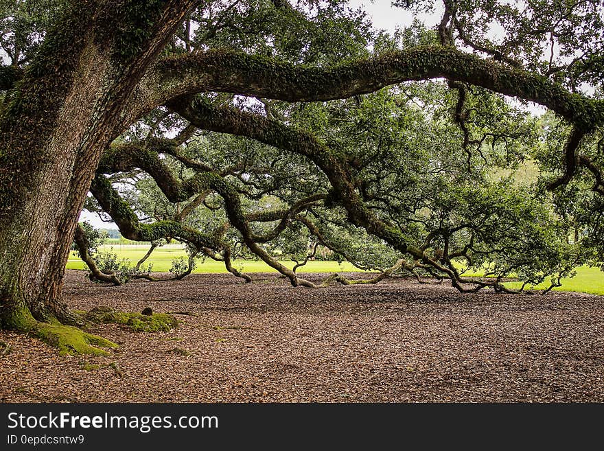 Brown Tree and Green Leaf