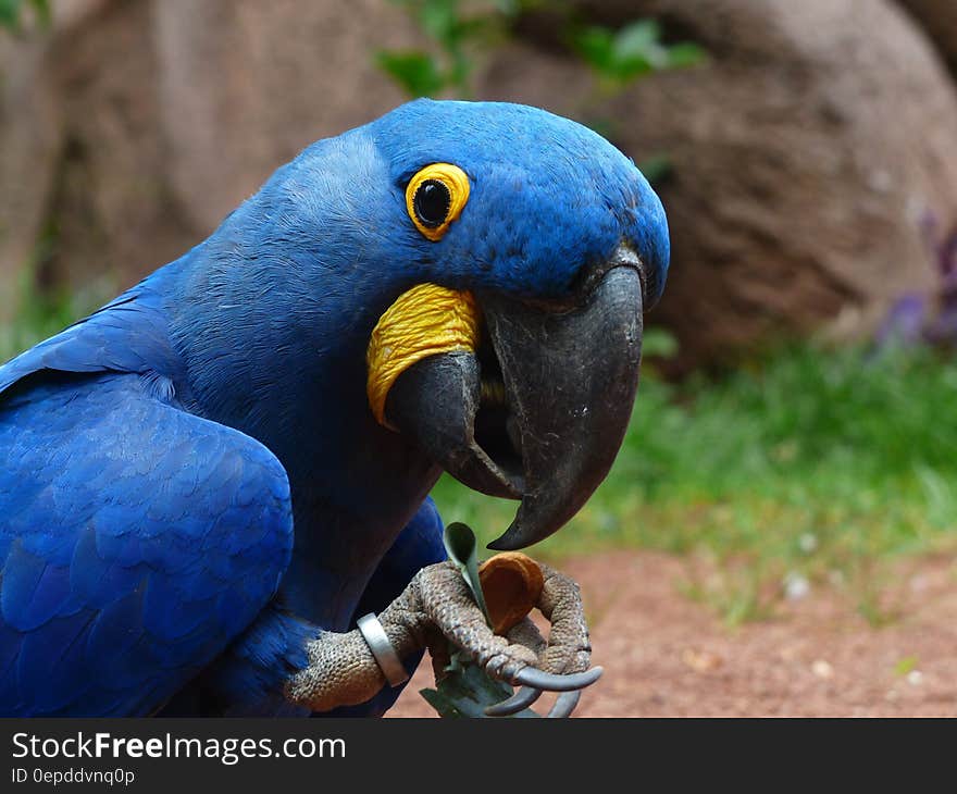 Blue and Yellow Furred Bird