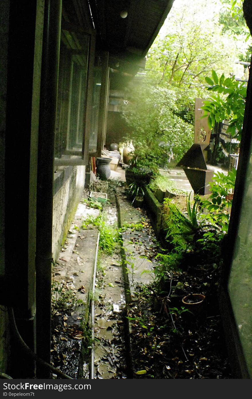 A dilapidated house with green garden with plants and trees.