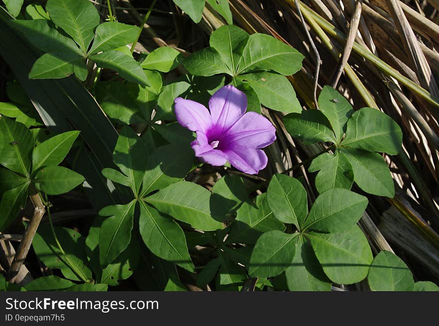 A little purple flower in the middle of green leaves.